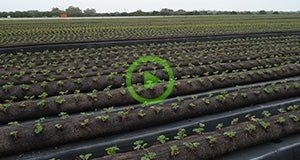 Setting up a Commercial Strawberry Field using GardenSoxx
